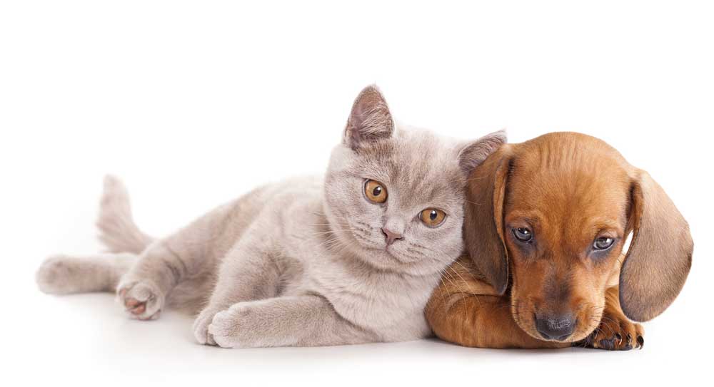 samartland-pet-Friendly